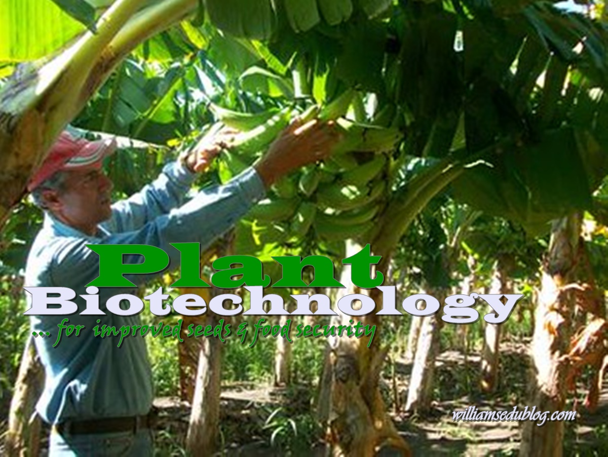 plant biotechnology