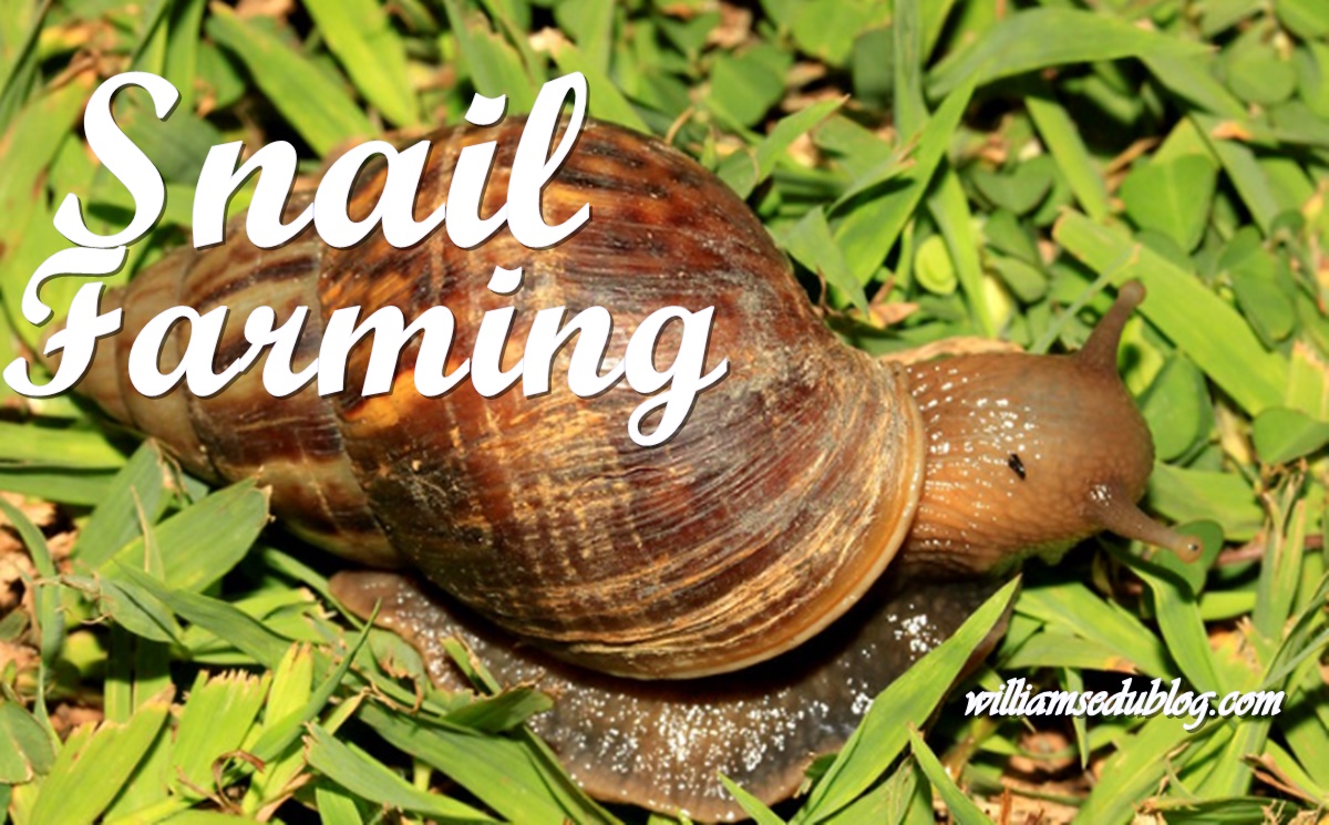 snail farming